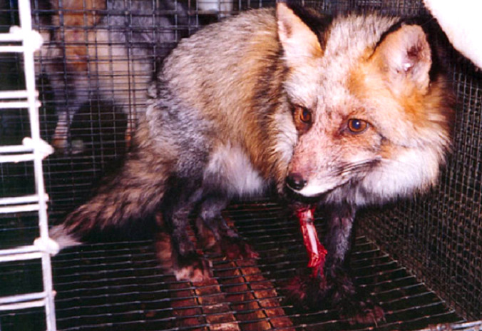 Picture 2 of The true brutal truth in the pet industries of the fur industry