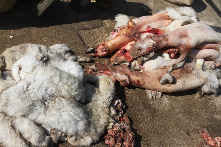 Picture 3 of The true brutal truth in the pet industries of the fur industry