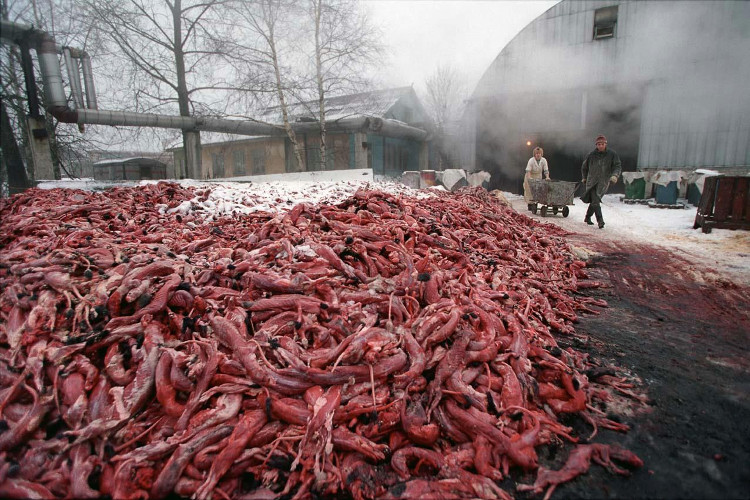 Picture 4 of The true brutal truth in the pet industries of the fur industry
