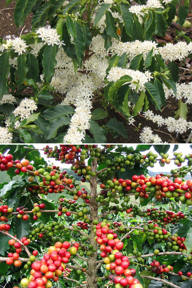Picture 10 of The true shape of the nuts and fruits we eat every day before harvest
