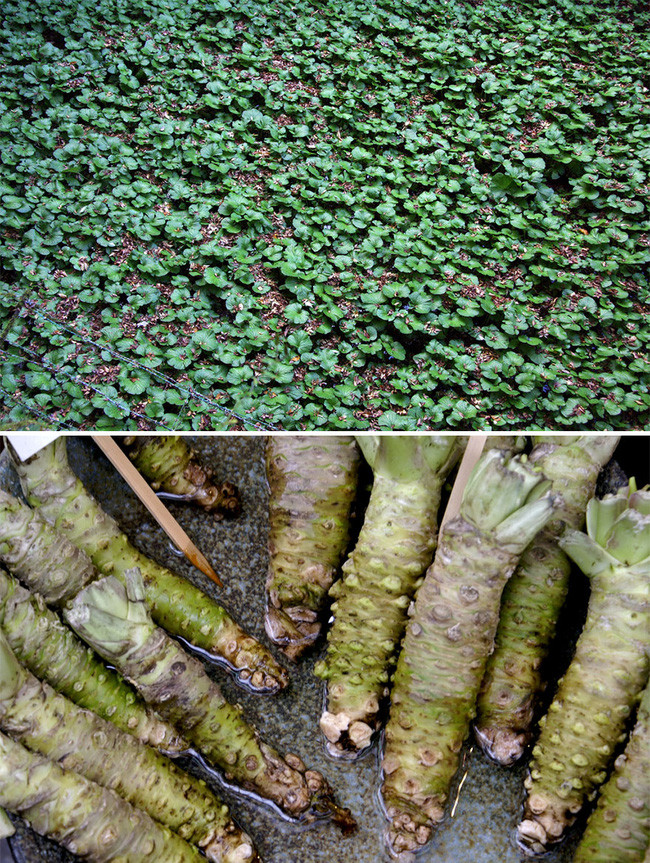 Picture 11 of The true shape of the nuts and fruits we eat every day before harvest