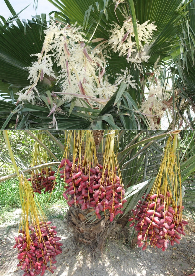 Picture 12 of The true shape of the nuts and fruits we eat every day before harvest