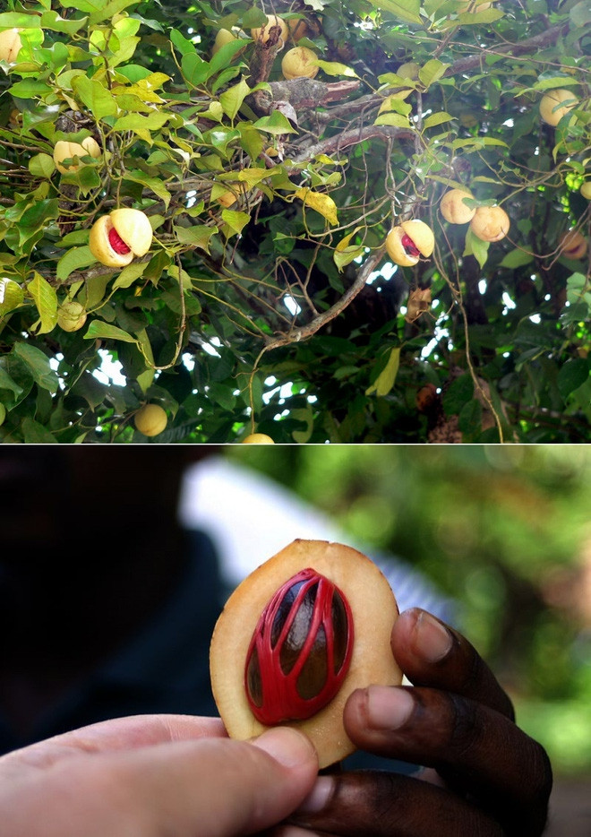 Picture 13 of The true shape of the nuts and fruits we eat every day before harvest