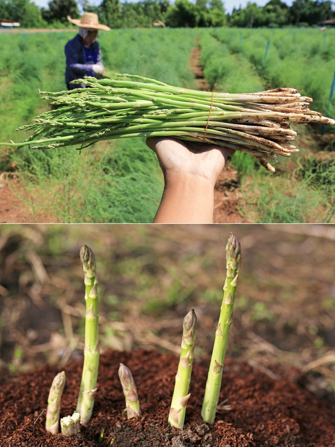 Picture 15 of The true shape of the nuts and fruits we eat every day before harvest