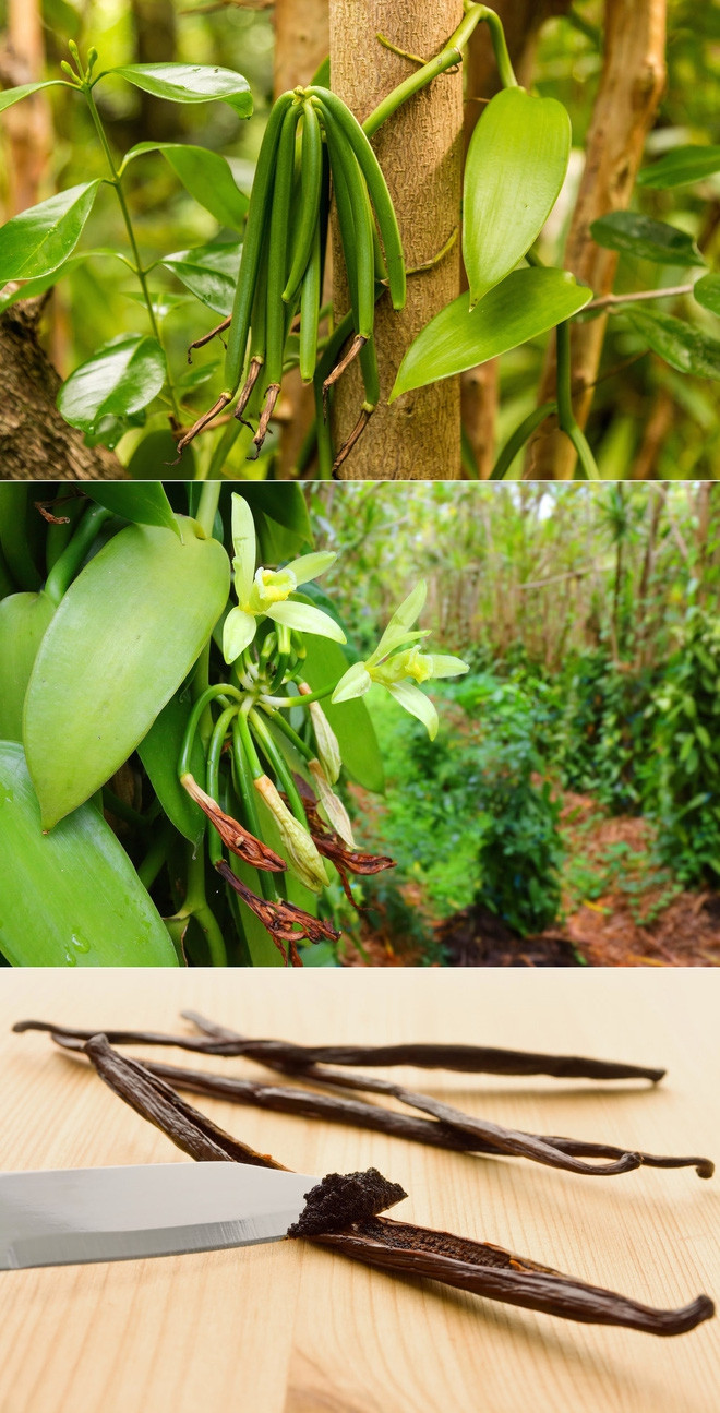 Picture 17 of The true shape of the nuts and fruits we eat every day before harvest
