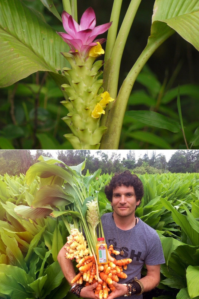 Picture 20 of The true shape of the nuts and fruits we eat every day before harvest