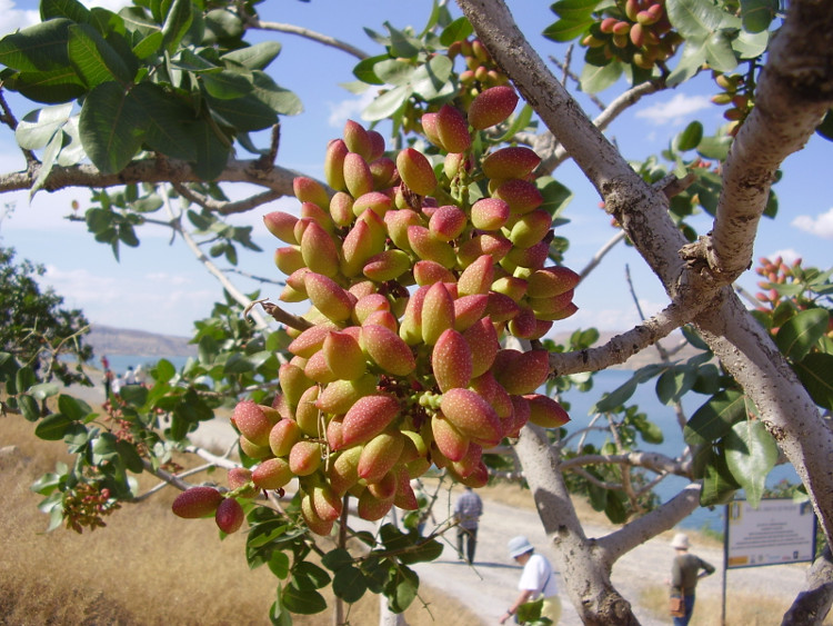 Picture 4 of The true shape of the nuts and fruits we eat every day before harvest