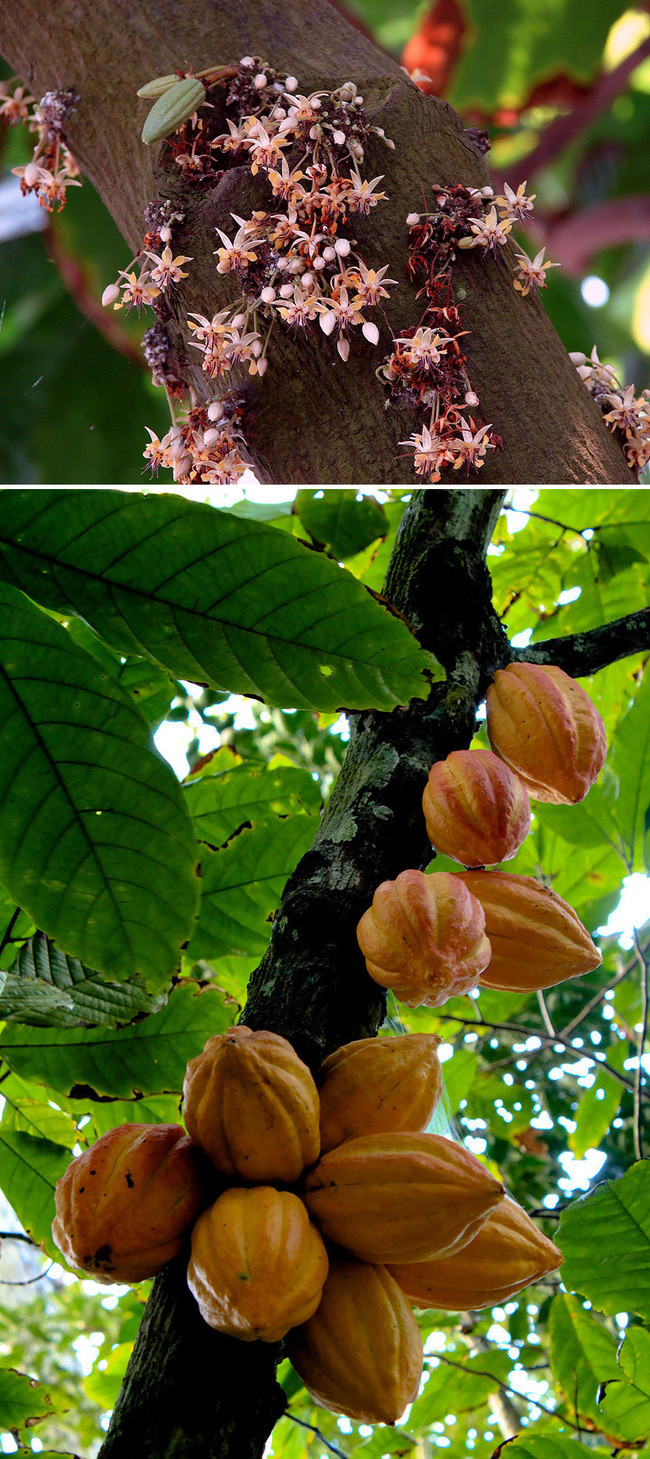 Picture 6 of The true shape of the nuts and fruits we eat every day before harvest