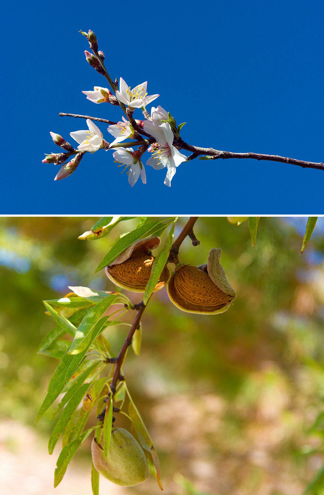 Picture 7 of The true shape of the nuts and fruits we eat every day before harvest