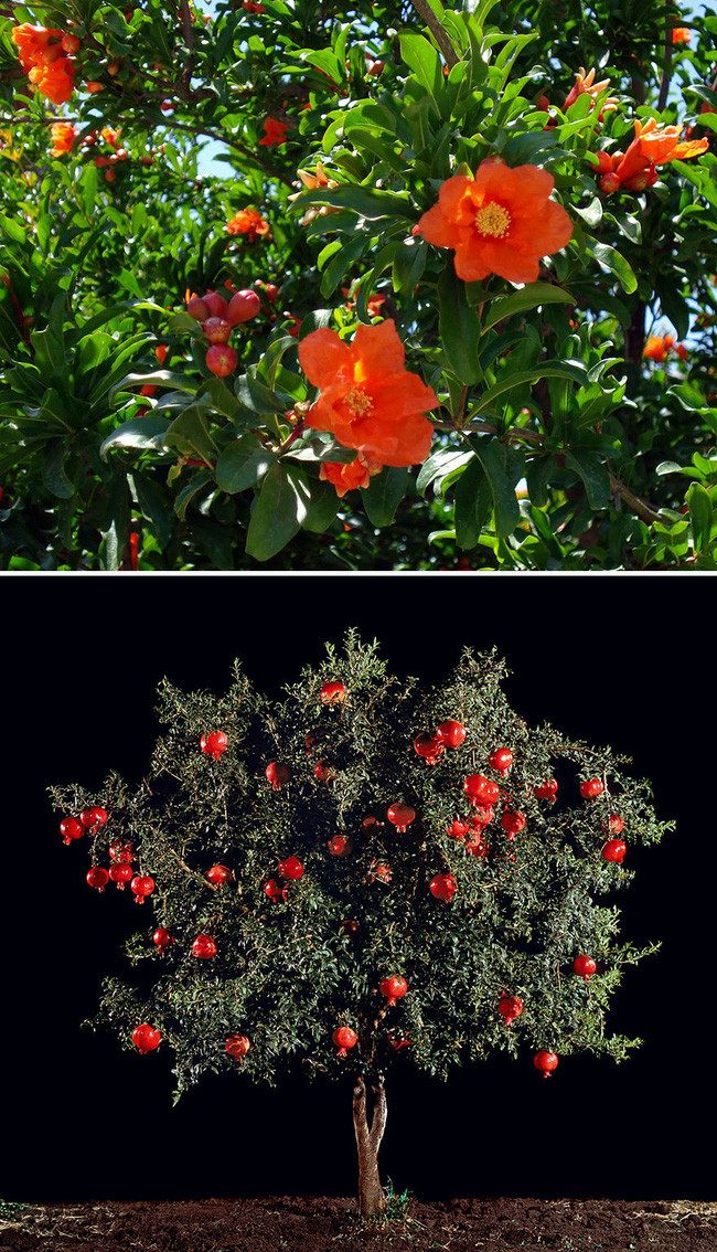 Picture 9 of The true shape of the nuts and fruits we eat every day before harvest