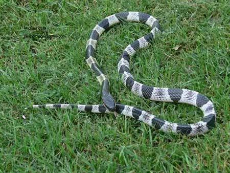Picture 10 of The truth about 11 extremely poisonous snakes in the world
