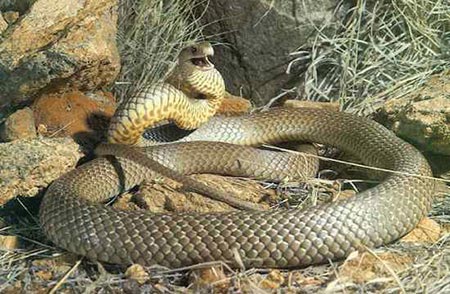 Picture 11 of The truth about 11 extremely poisonous snakes in the world