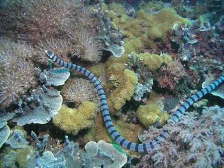 Picture 3 of The truth about 11 extremely poisonous snakes in the world