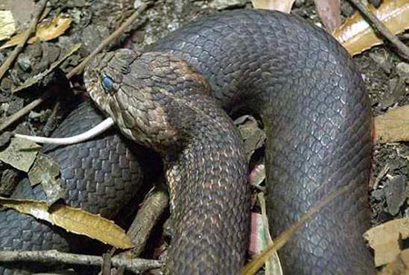 Picture 4 of The truth about 11 extremely poisonous snakes in the world