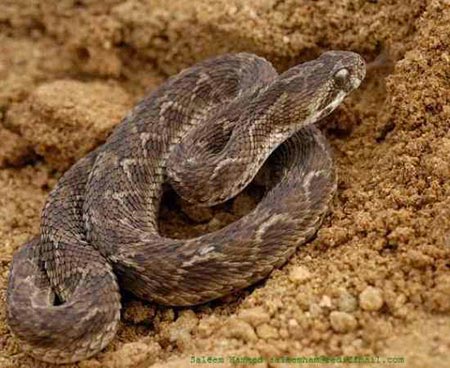 Picture 5 of The truth about 11 extremely poisonous snakes in the world