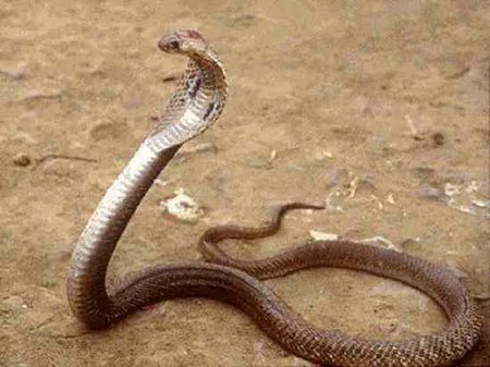 Picture 6 of The truth about 11 extremely poisonous snakes in the world
