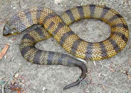 Picture 7 of The truth about 11 extremely poisonous snakes in the world
