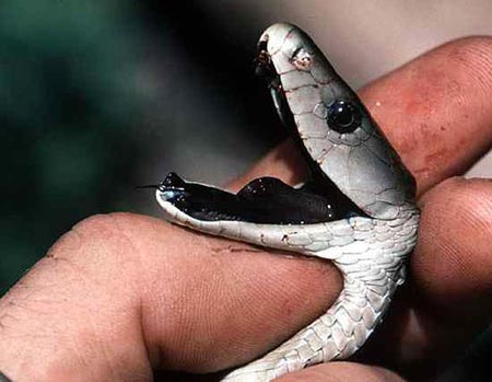 Picture 8 of The truth about 11 extremely poisonous snakes in the world