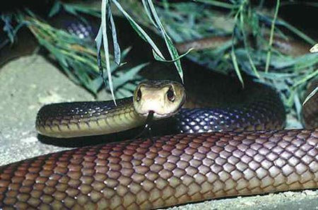 Picture 9 of The truth about 11 extremely poisonous snakes in the world
