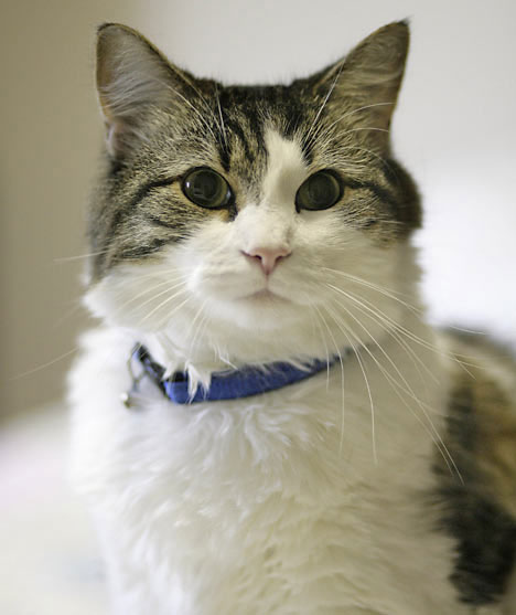 Picture 1 of The truth about cats is the ability to predict death
