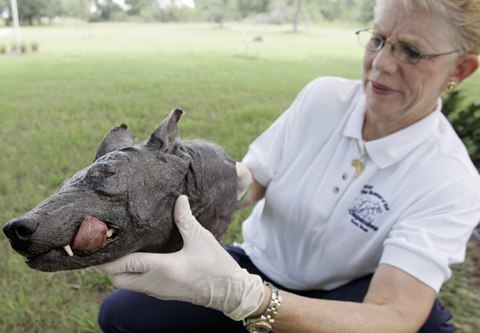 Picture 2 of The truth about Chupacabra