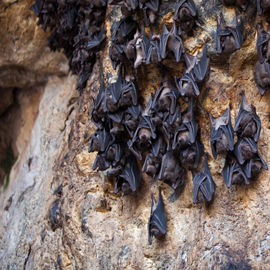 Picture 10 of The truth about creatures saves billions of dollars