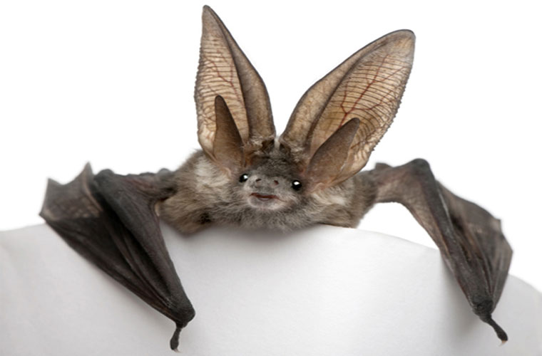Picture 4 of The truth about creatures saves billions of dollars