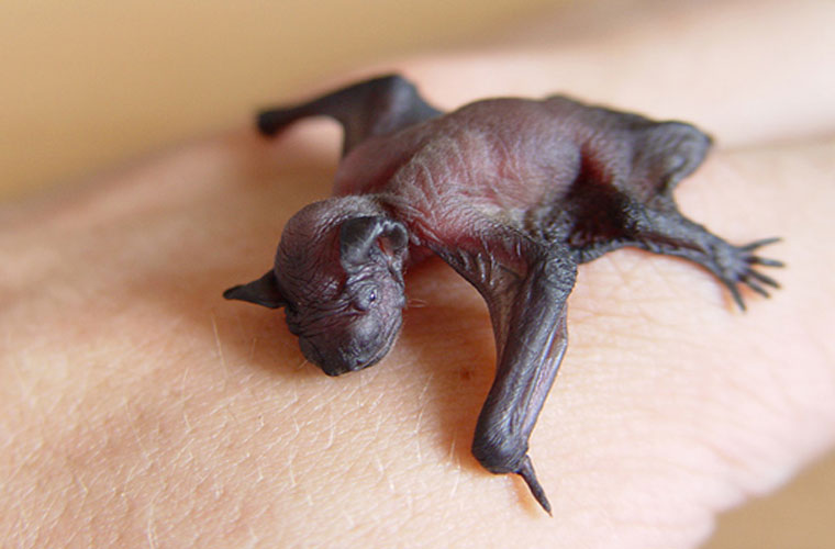 Picture 5 of The truth about creatures saves billions of dollars