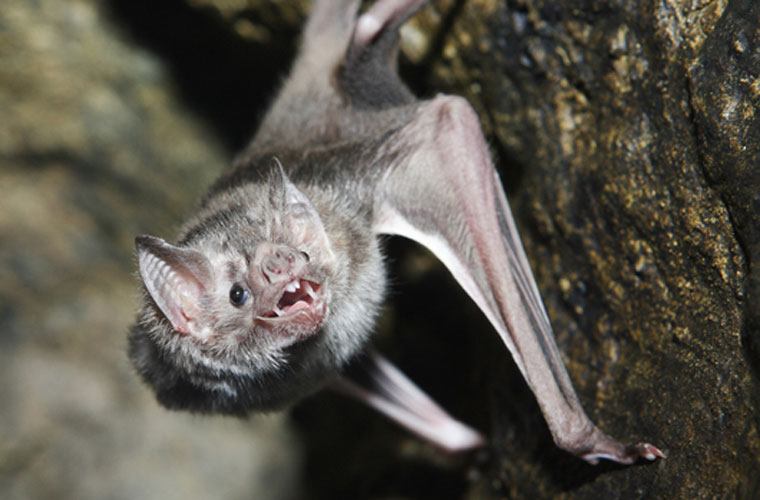 Picture 6 of The truth about creatures saves billions of dollars