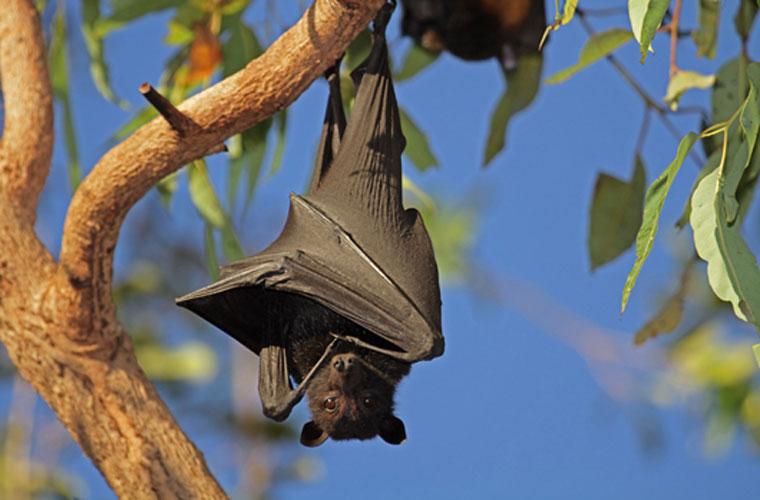 Picture 7 of The truth about creatures saves billions of dollars