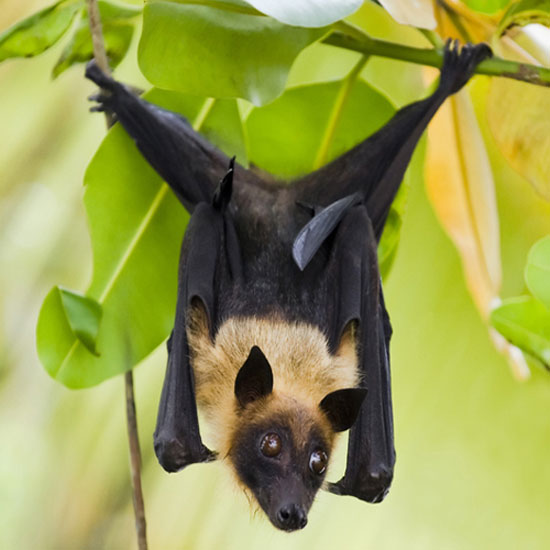 Picture 8 of The truth about creatures saves billions of dollars