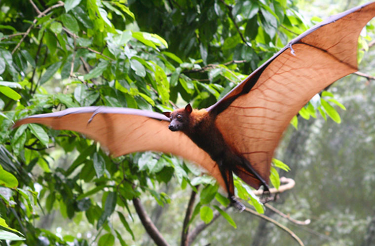 Picture 9 of The truth about creatures saves billions of dollars
