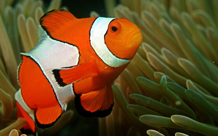 Picture 5 of The truth about 'Finding Nemo': Marlin's paw will be transgender soon after the mother's fish dies