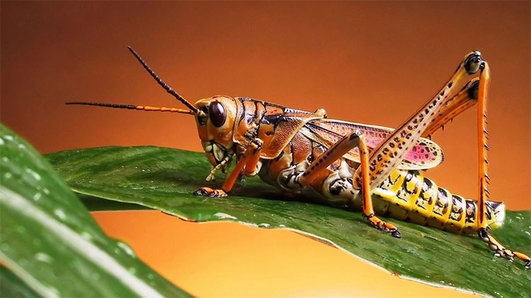 Picture 1 of The truth about grasshoppers is that few people know it