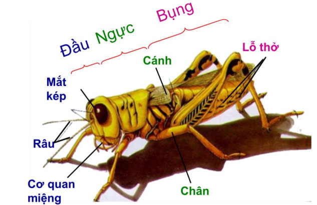 Picture 2 of The truth about grasshoppers is that few people know it