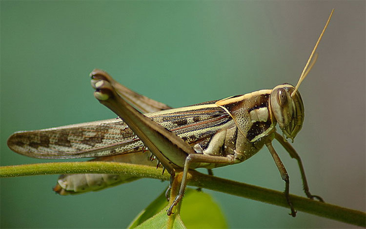 Picture 3 of The truth about grasshoppers is that few people know it