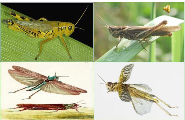 Picture 4 of The truth about grasshoppers is that few people know it