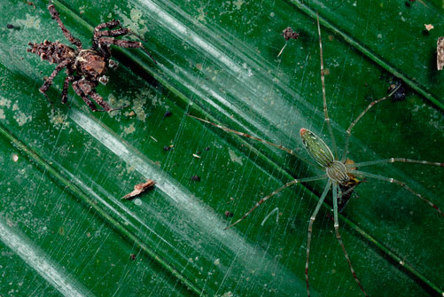 Picture 3 of The truth about how spiders move about on a spider web