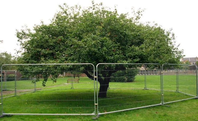 Picture 3 of The truth about 'Newton's apple tree' 400 years ago