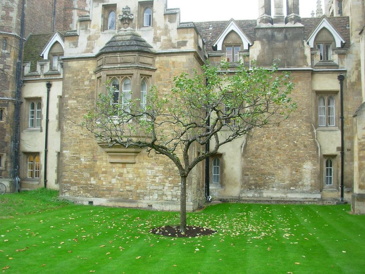 Picture 4 of The truth about 'Newton's apple tree' 400 years ago