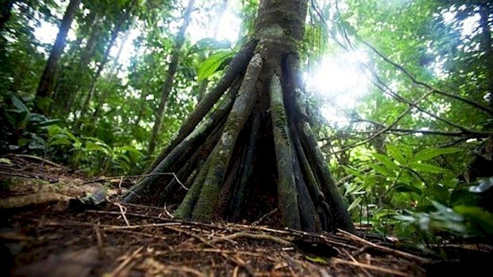 Picture 1 of The truth about palm trees goes in Ecuador