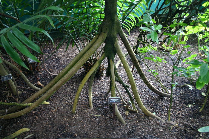 Picture 2 of The truth about palm trees goes in Ecuador