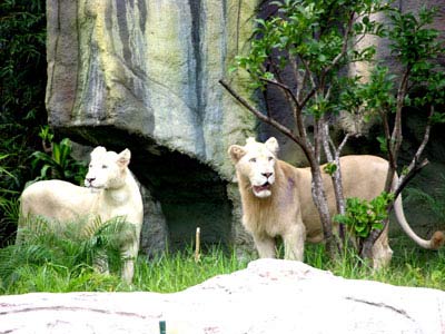 Picture 2 of The truth about rhinos and white lions hiding in Binh Duong