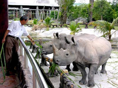 Picture 3 of The truth about rhinos and white lions hiding in Binh Duong