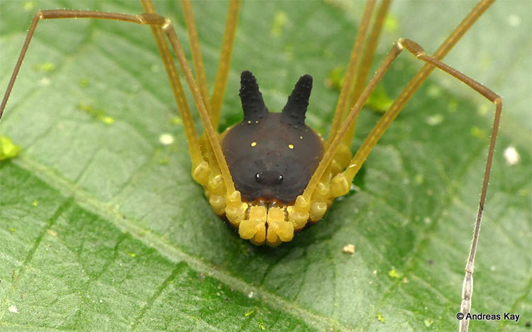 Picture 2 of The truth about the cutest cuckoo spider in the earth!