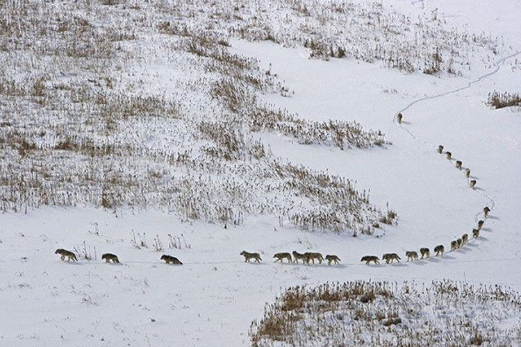 Picture 2 of The truth behind the photo of a humorous wolf population is causing storms to the online community