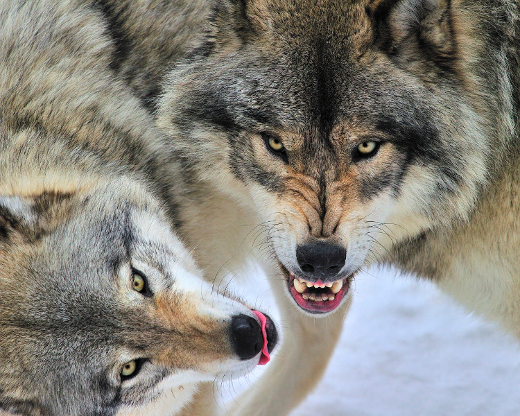 Picture 3 of The truth behind the photo of a humorous wolf population is causing storms to the online community