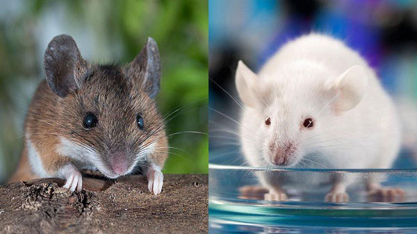 Picture 1 of The truth is hard to believe: A pair of experimental mice can be as expensive as a billion-dollar car