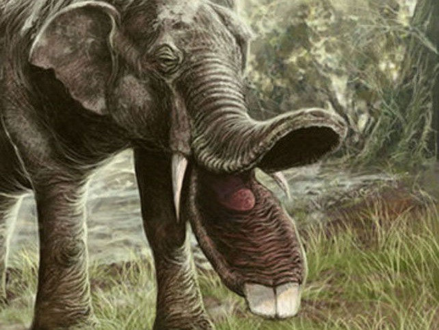 Picture 5 of The truth is that the ancestors of ancient elephants and rhinos appear to be more 'monstrous' than they are today!