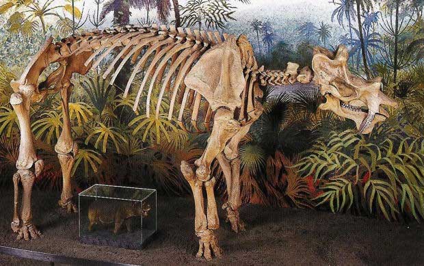 Picture 7 of The truth is that the ancestors of ancient elephants and rhinos appear to be more 'monstrous' than they are today!